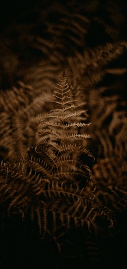 fern, dark Wallpaper 1440x3040
