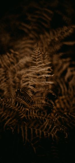 fern, dark Wallpaper 1284x2778