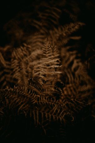fern, dark Wallpaper 640x960