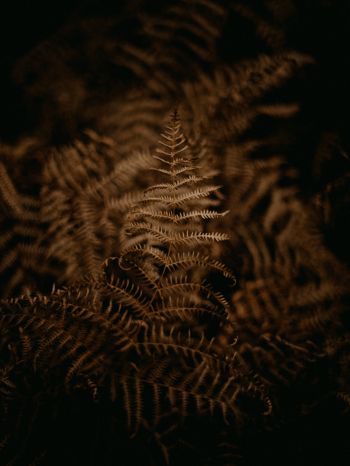 fern, dark Wallpaper 1620x2160