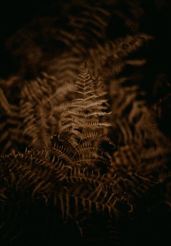 fern, dark Wallpaper 1668x2388