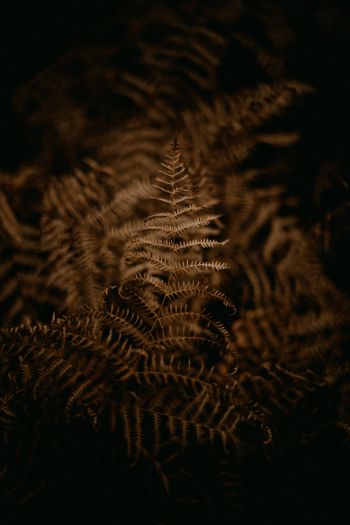 fern, dark Wallpaper 640x960