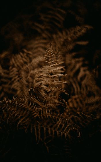 fern, dark Wallpaper 1752x2800