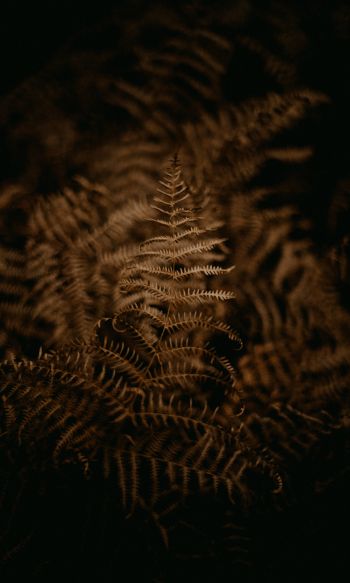 fern, dark Wallpaper 1200x2000