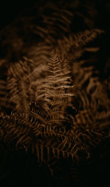 fern, dark Wallpaper 600x1024