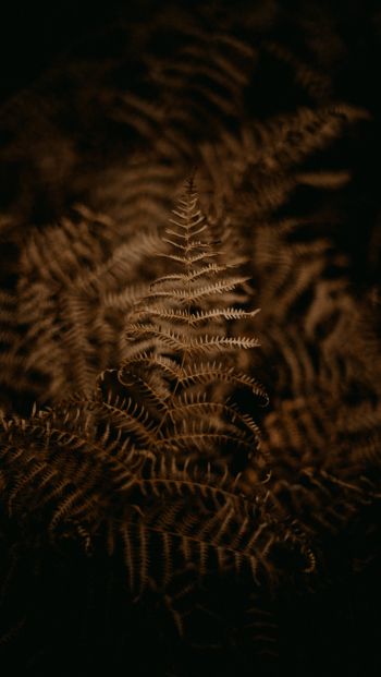 fern, dark Wallpaper 640x1136