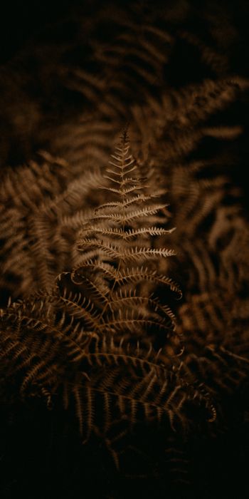 fern, dark Wallpaper 720x1440