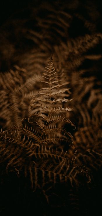 fern, dark Wallpaper 1440x3040