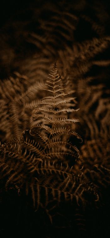 fern, dark Wallpaper 1242x2688