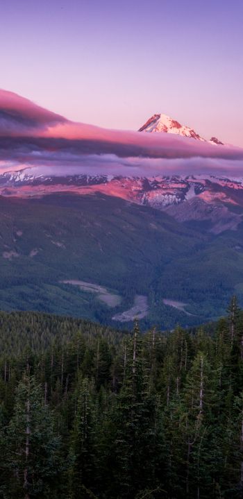 Mount Hood, mountain, landscape Wallpaper 1440x2960