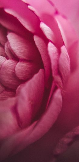 pink rose, petals, macro Wallpaper 1080x2220