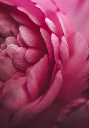 pink rose, petals, macro Wallpaper 1640x2360