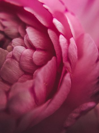 pink rose, petals, macro Wallpaper 1668x2224