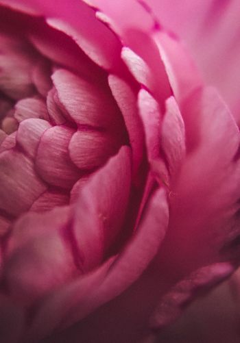 pink rose, petals, macro Wallpaper 1668x2388