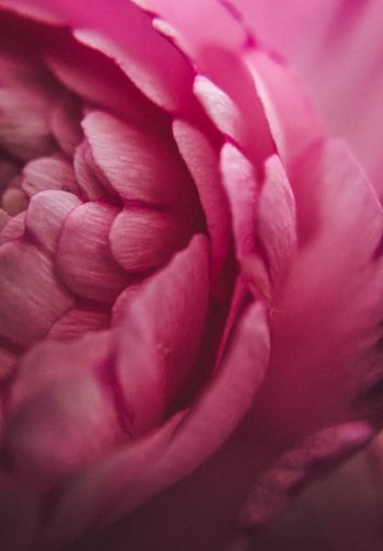 pink rose, petals, macro Wallpaper 1640x2360