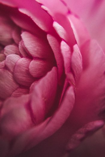 pink rose, petals, macro Wallpaper 640x960