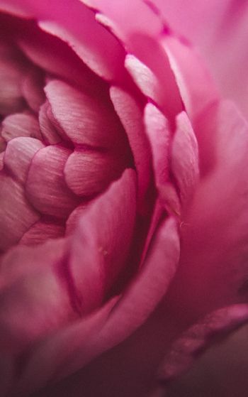 pink rose, petals, macro Wallpaper 1752x2800