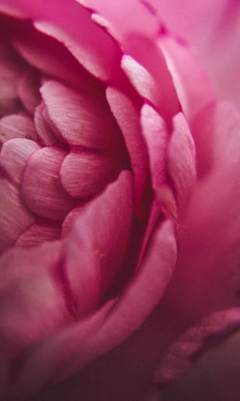 pink rose, petals, macro Wallpaper 1200x2000
