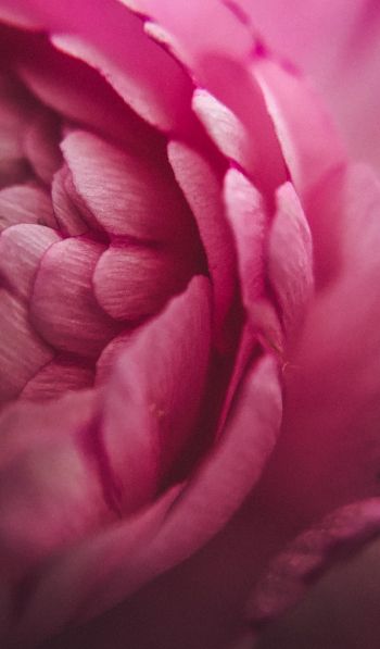 pink rose, petals, macro Wallpaper 600x1024