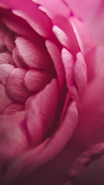 Обои 640x1136 розовая роза, лепестки, макро