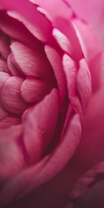 pink rose, petals, macro Wallpaper 720x1440