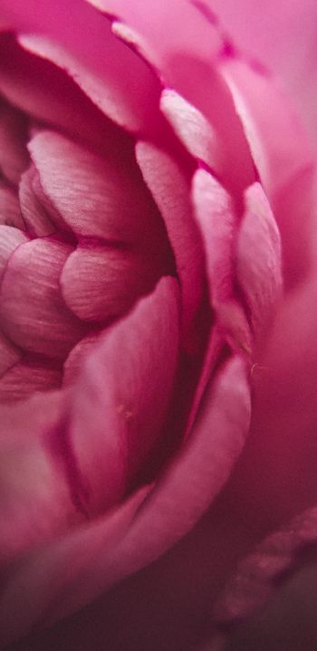 pink rose, petals, macro Wallpaper 1080x2220