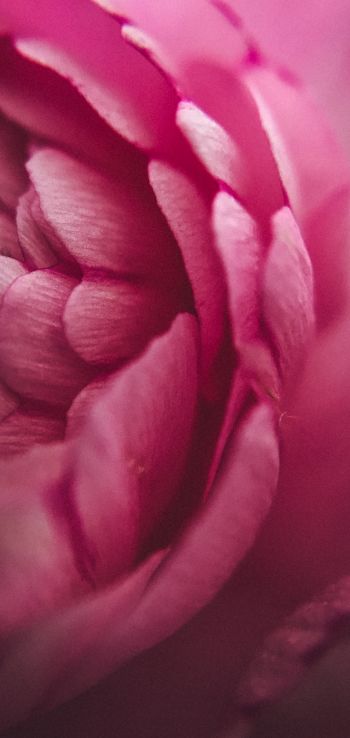 pink rose, petals, macro Wallpaper 1440x3040
