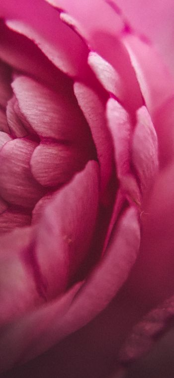 pink rose, petals, macro Wallpaper 1242x2688