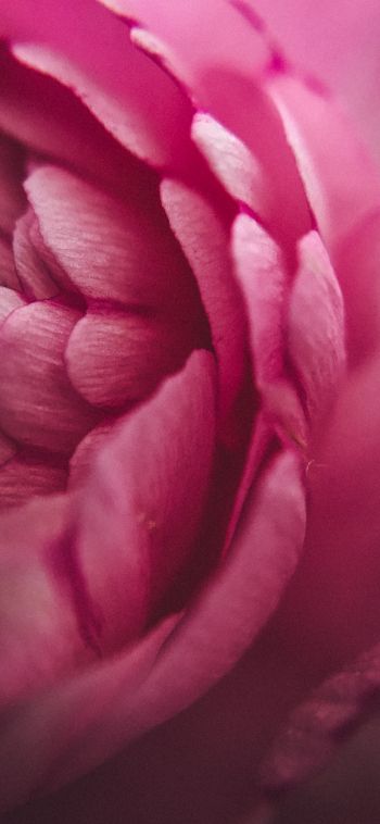 pink rose, petals, macro Wallpaper 1080x2340