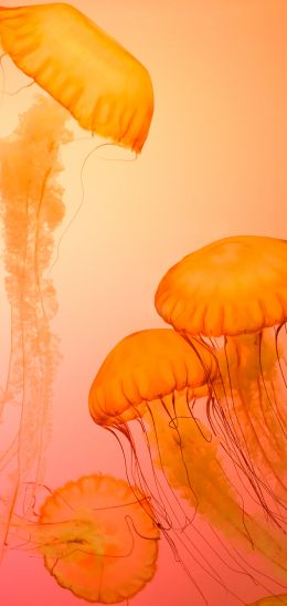 jellyfish, invertebrates, underwater world Wallpaper 1080x2280