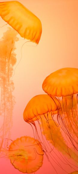 jellyfish, invertebrates, underwater world Wallpaper 720x1600