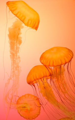 jellyfish, invertebrates, underwater world Wallpaper 1200x1920