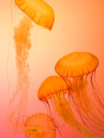 jellyfish, invertebrates, underwater world Wallpaper 1668x2224