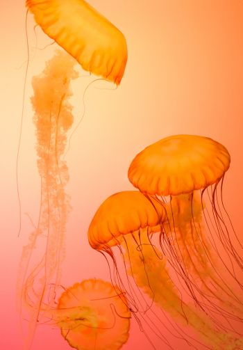 Обои 1640x2360 медузы, беспозвоночные, подводный мир