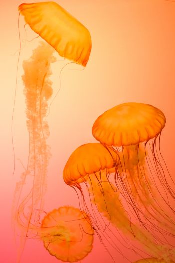 Обои 640x960 медузы, беспозвоночные, подводный мир