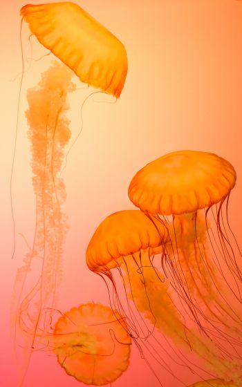 Обои 1600x2560 медузы, беспозвоночные, подводный мир