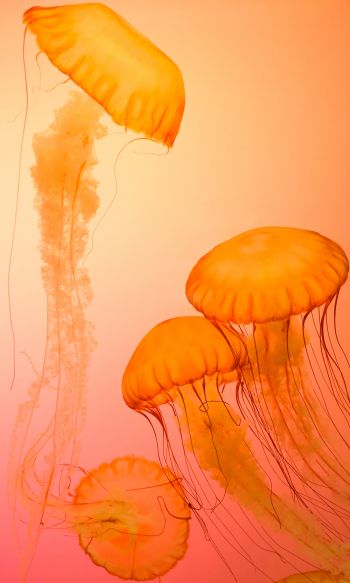 Обои 1200x2000 медузы, беспозвоночные, подводный мир