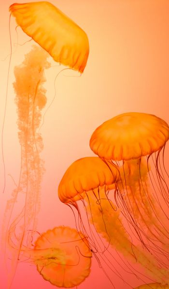 Обои 600x1024 медузы, беспозвоночные, подводный мир
