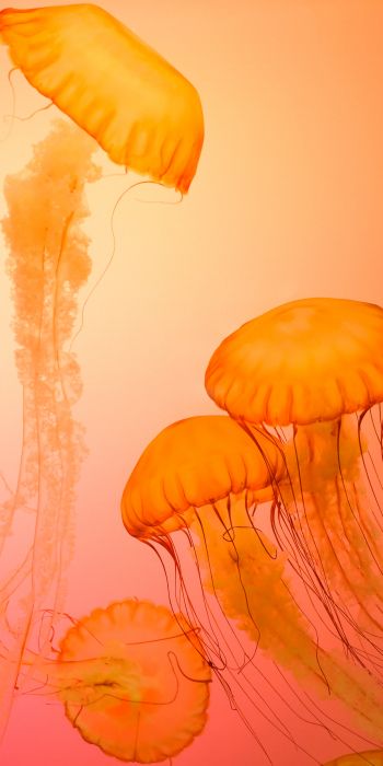 Обои 720x1440 медузы, беспозвоночные, подводный мир