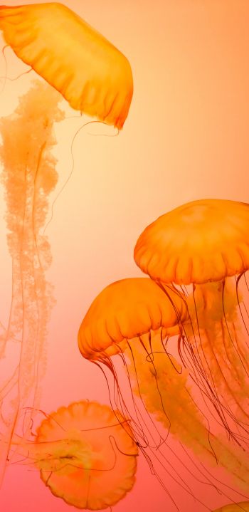 Обои 1080x2220 медузы, беспозвоночные, подводный мир