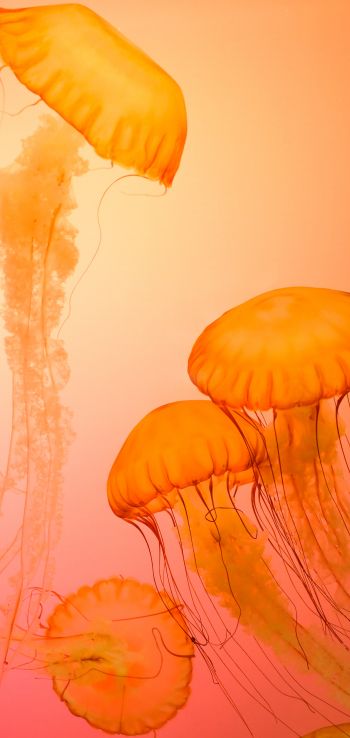 Обои 1440x3040 медузы, беспозвоночные, подводный мир