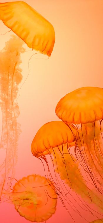 jellyfish, invertebrates, underwater world Wallpaper 1284x2778