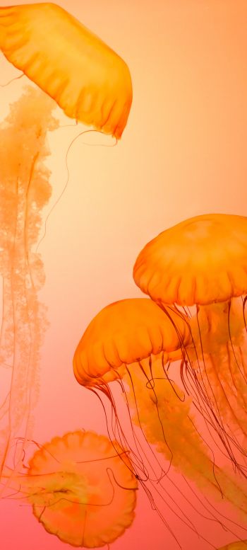 Обои 1080x2400 медузы, беспозвоночные, подводный мир
