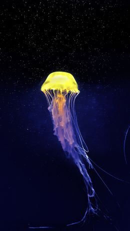 jellyfish, underwater world, blue Wallpaper 640x1136