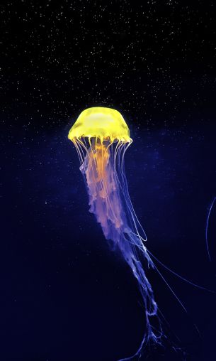 jellyfish, underwater world, blue Wallpaper 1200x2000