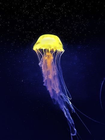 Обои 1620x2160 медуза, подводный мир, синий