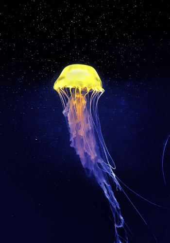 Обои 1668x2388 медуза, подводный мир, синий