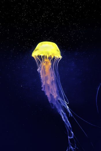 jellyfish, underwater world, blue Wallpaper 640x960