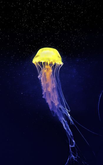 Обои 1752x2800 медуза, подводный мир, синий