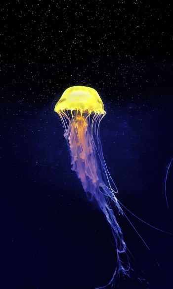 Обои 1200x2000 медуза, подводный мир, синий